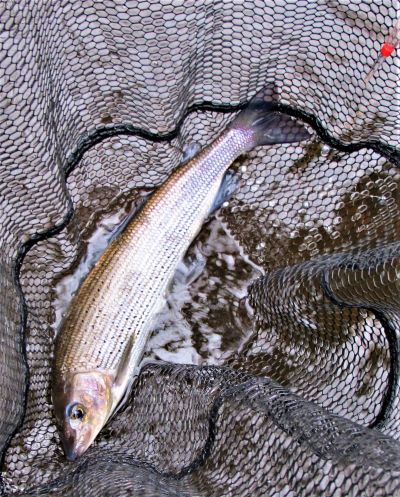 February grayling