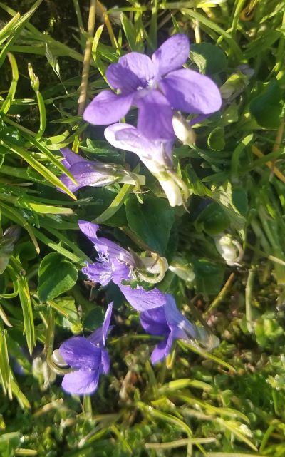 Dog violet
