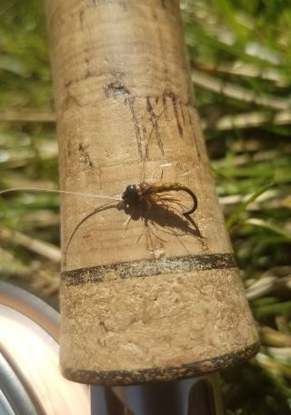 ECH nymph