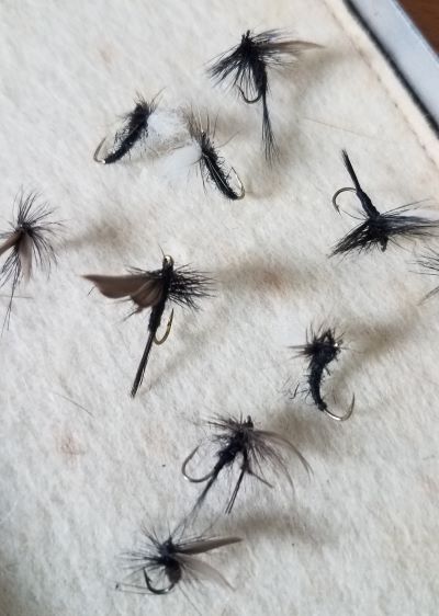 Black gnats and hawthorns