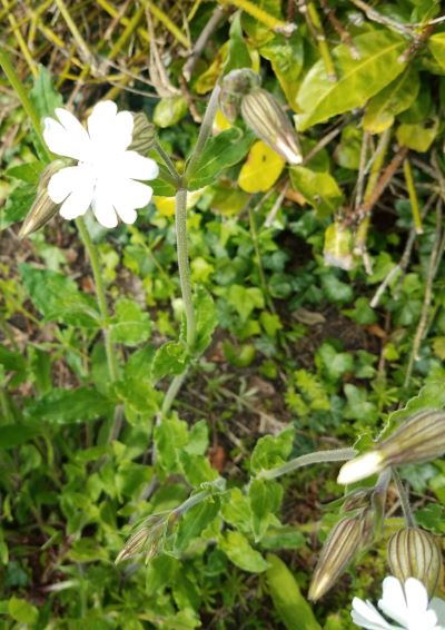 White campion