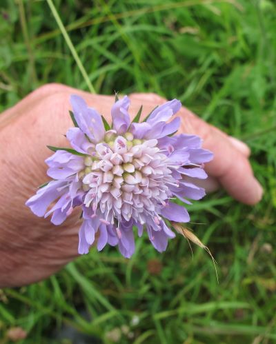 Scabious
