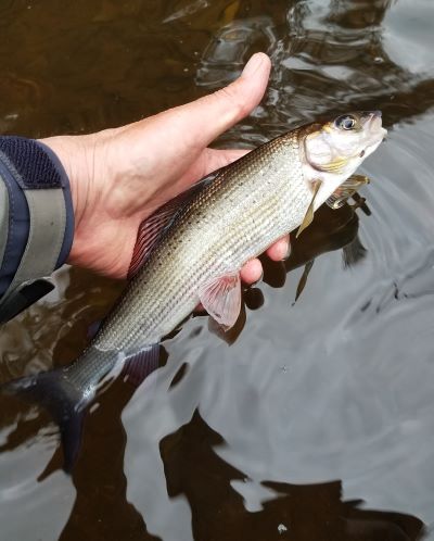 October grayling