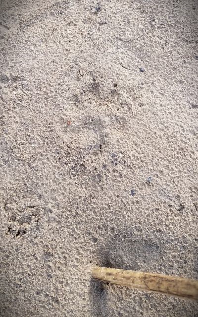 Otter print