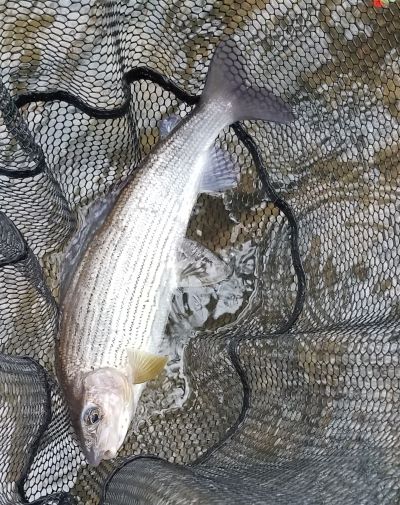 Christmas grayling